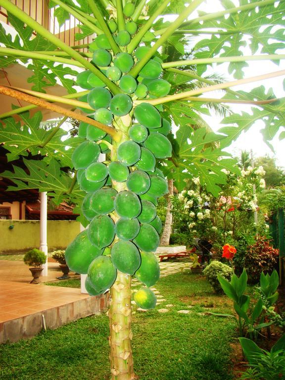 Bentota Homes 外观 照片